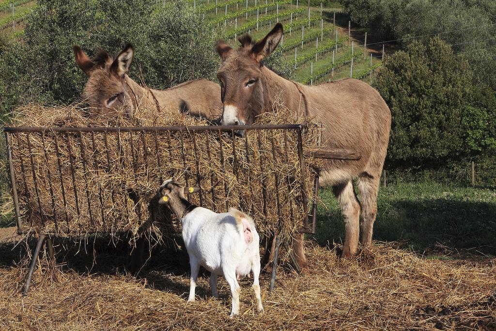 Agriturismo Belvedere Di Pierini E Brugi Campagnatico Zewnętrze zdjęcie