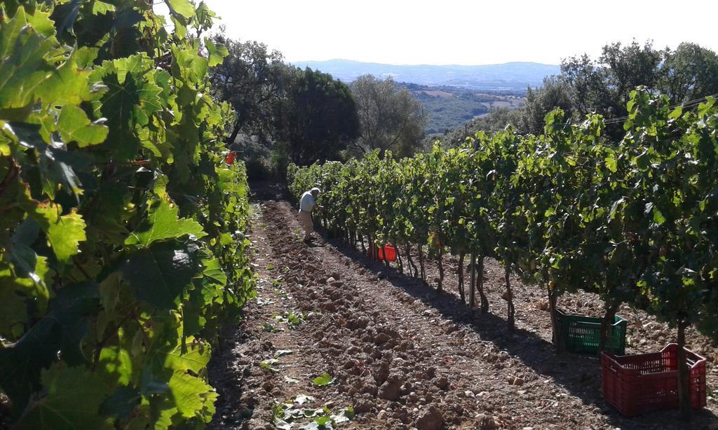 Agriturismo Belvedere Di Pierini E Brugi Campagnatico Zewnętrze zdjęcie